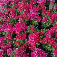 Clusters of vibrant 'Blues™ Red' verbena flowers with green leaves fill a 6" pot.