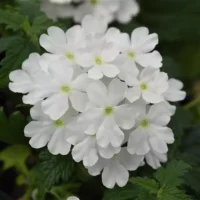 The Verbena 'Cadet™ White' 6" Pot showcases clusters of small white blooms with rounded petals, set against vibrant green foliage.