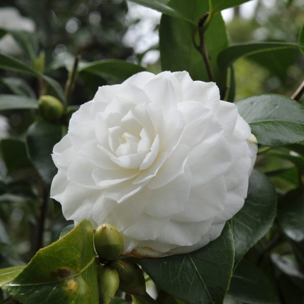 Close-up of a Hydrangea 'Sundae Fraise' in a 10" pot, showcasing layered petals and surrounded by glossy green leaves with small buds.