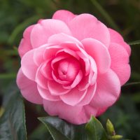 A vibrant pink camellia in full bloom among lush green leaves, sharing its space with a beautiful Hydrangea 'Sundae Fraise' 10" Pot.