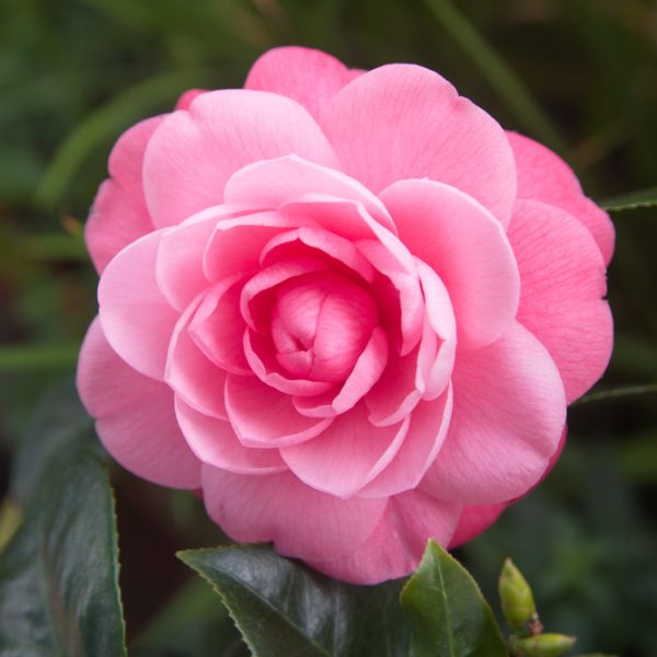 A vibrant pink camellia in full bloom among lush green leaves, sharing its space with a beautiful Hydrangea 'Sundae Fraise' 10" Pot.