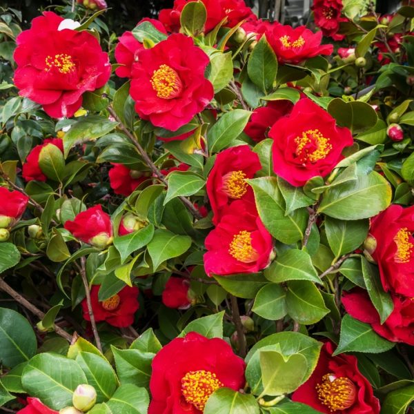 A Hydrangea 'Sundae Fraise' 10" pot bush is in full bloom, showcasing its vibrant red flowers, lush green leaves, and prominent yellow centers.