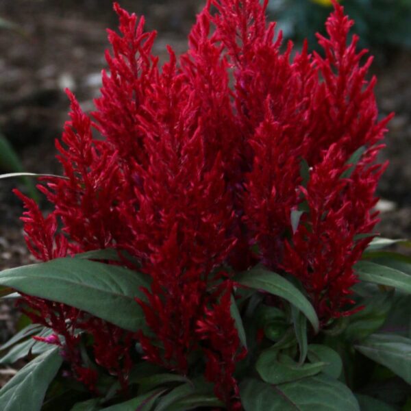 Celosia 'Christmas Candles' in a 4" pot features bright red, plume-like blooms and green leaves—ideal for festive color in your garden bed. Yellow flowers and soil provide a vibrant background.