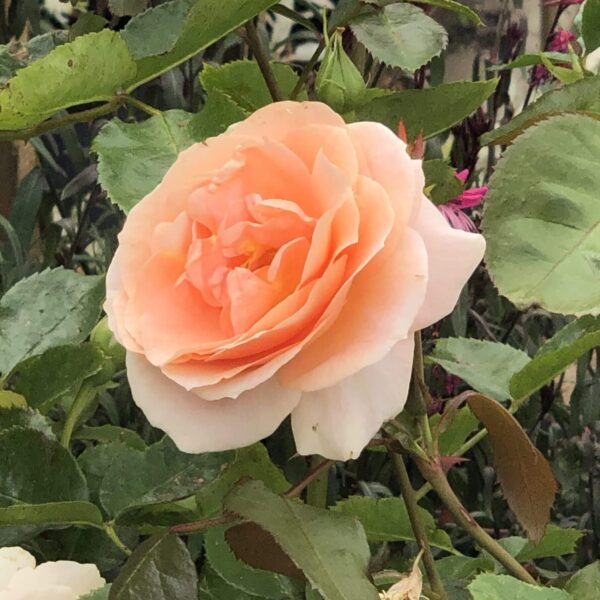 A fully bloomed Rose 'Impala®' Bush Form in light peach is encircled by lush green leaves, highlighting the delicate beauty of this exquisite rose.