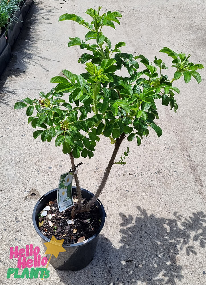 Rose 'Rugosa Alba' Bush Form - Image 3