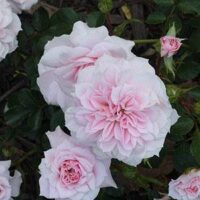 Clusters of light pink Rose 'Jane McGrath' PBR 3ft Standard blooms with layered petals and green leaves, ideal for vibrant displays.