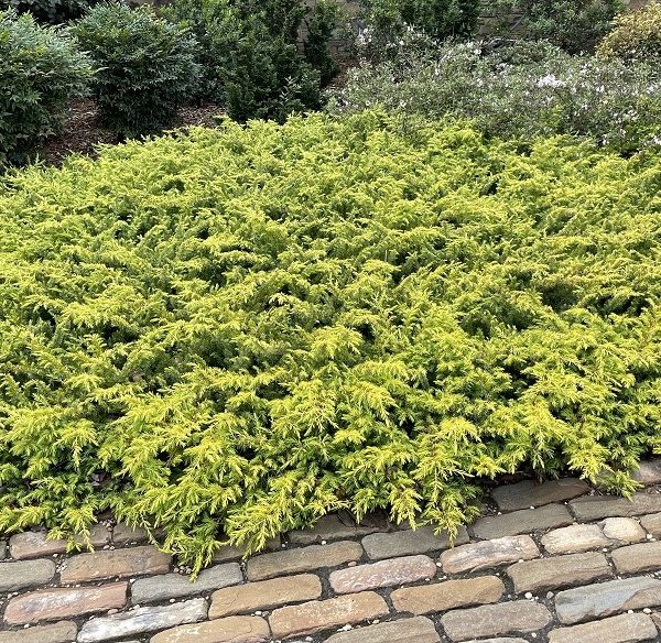 A lush, green ground cover bush beside a stone pathway in a garden, complemented by a young Sequoia 'Dawn Redwood' planted in an 8" pot.