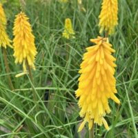 Hello Hello Plants nursery Melbourne Victoria Australia Kniphofia Poco Yellow Hot Poker Flower