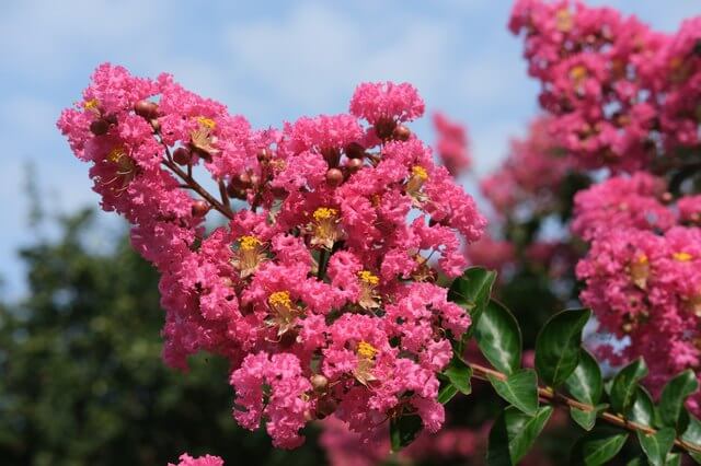 Lagerstroemia 'Pink' Crepe Myrtle 8" Pot (Eco Grade) features bright pink blooms and green foliage, beautifully set against a blue sky backdrop.