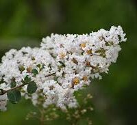 A close-up of a Lagerstroemia 'White' Crepe Myrtle 8" Pot branch displays clusters of small white flowers in bloom, set against a blurred green background.