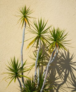 Yucca elephantipes 'Stick Yucca' - Image 5