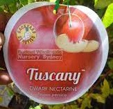 Prunus 'Tuscany®' Dwarf Nectarine 7" Pot - Image 3