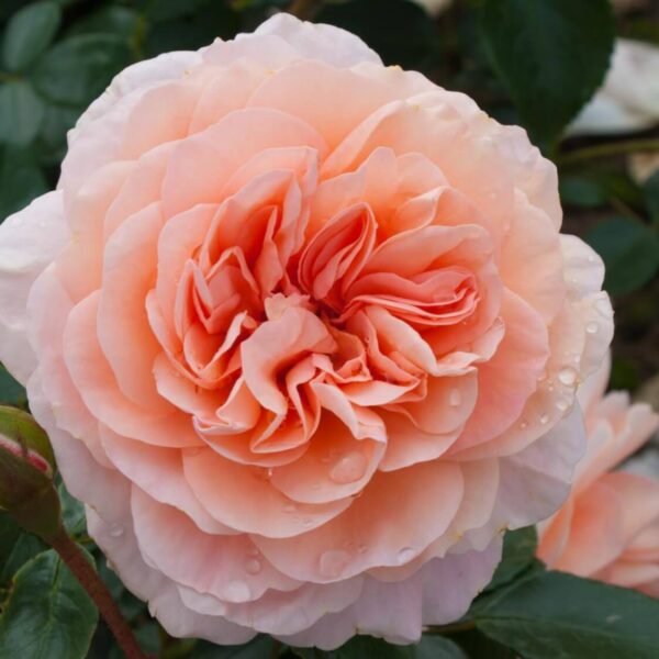 Close-up of Rose 'Anita's' bloom in peach hues with dewdrops, green leaves, and a rosebud on the elegant 6ft Weeper rose tree.