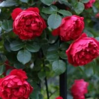 Cluster of red roses in full bloom from the Rose 'Florentina' 6ft Weeper, set against green leaves in the background.