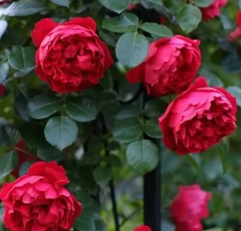 Cluster of red roses in full bloom from the Rose 'Florentina' 6ft Weeper, set against green leaves in the background.