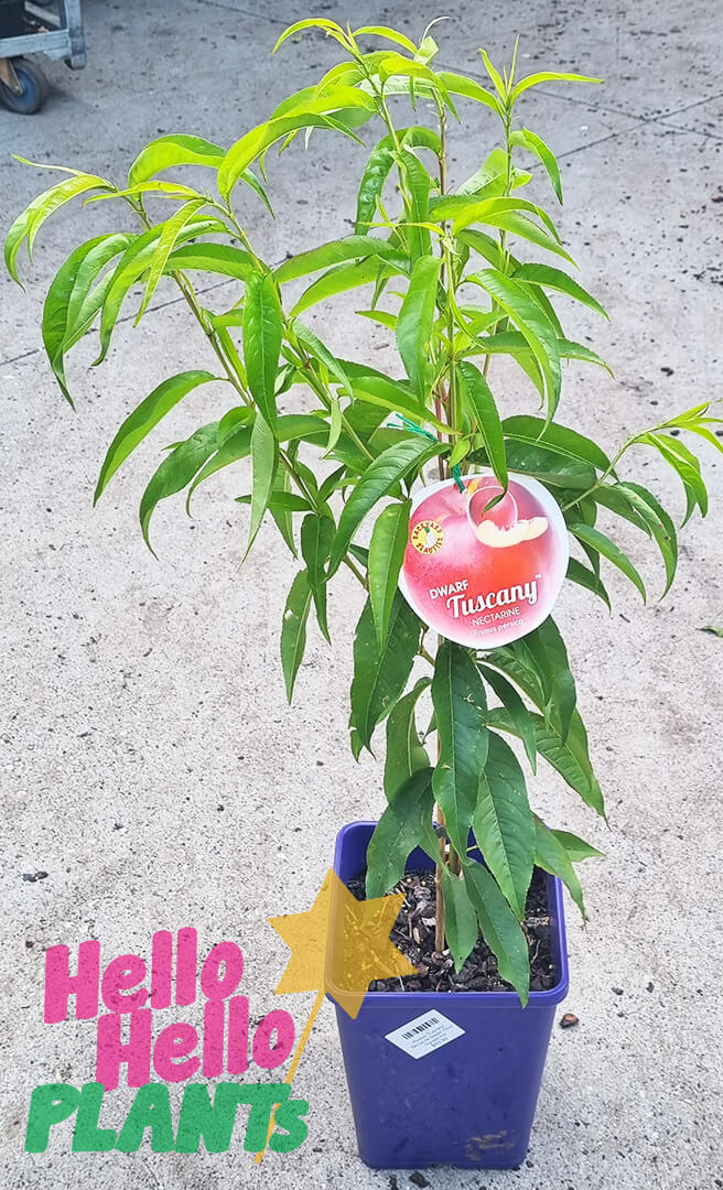 Prunus 'Tuscany®' Dwarf Nectarine 7" Pot - Image 2