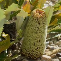 Banksia petiolaris 'Creeping Banksia' features pale green cylindrical flower spikes and jagged green leaves, thriving among small rocks. Ideal for display in a 6" pot.