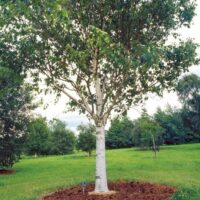 The Betula 'Snow White' Birch 20" Pot features striking white bark and thrives in grassy parks or gardens, making it ideal for planting as a standout specimen in your outdoor space.