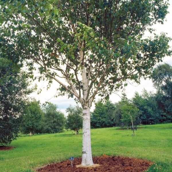The Betula 'Snow White' Birch 20" Pot features striking white bark and thrives in grassy parks or gardens, making it ideal for planting as a standout specimen in your outdoor space.