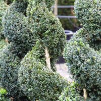 Close-up of Buxus 'English Box' Spiral 24" Pot, showing dense green foliage and central wooden stems, with more artistically shaped plants visible in the background.