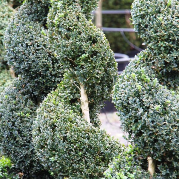Close-up of Buxus 'English Box' Spiral 24" Pot, showing dense green foliage and central wooden stems, with more artistically shaped plants visible in the background.
