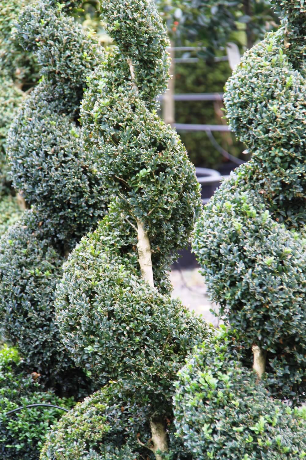 Close-up of Buxus 'English Box' Spiral 24" Pot, showing dense green foliage and central wooden stems, with more artistically shaped plants visible in the background.