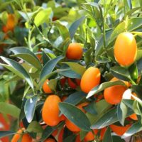 A close-up of the Citrus Cumquat 'Nagami' 5L (Dwarf) tree, showing clusters of small, oval orange fruit and green leaves in bright sunlight.