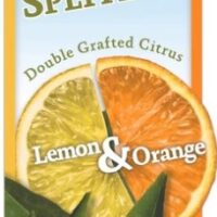 The Citrus Splitzer 'Lemon and Orange' 4L Pot features a split lemon-orange fruit, green leaves below, and the label "Double Grafted Citrus Lemon & Orange" on the box.