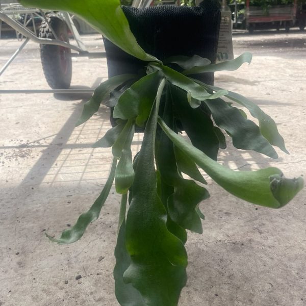 A Platycerium 'Elkhorn' Mount (Small) in a plastic bag on a concrete floor.