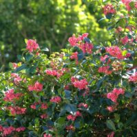 Escallonia macrantha hedge bright red flowers hot pink glossy green evergreen foliage screens hedging