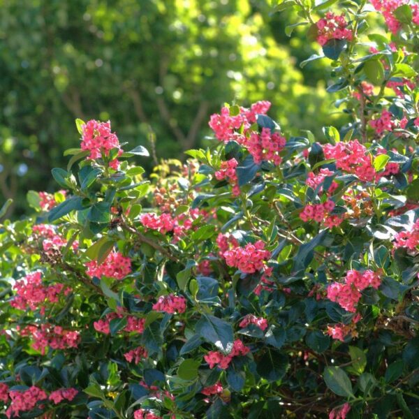 Escallonia macrantha hedge bright red flowers hot pink glossy green evergreen foliage screens hedging