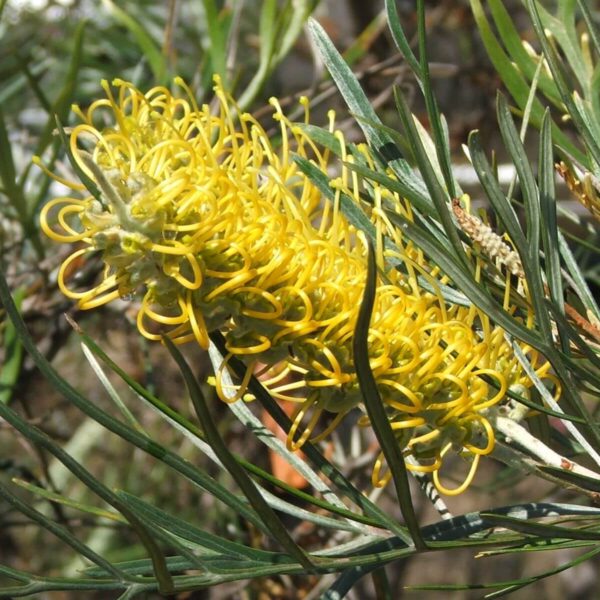 A close-up of the Grevillea 'Sandra Gordon' 10" Pot, highlighting its vibrant yellow flowers and long, slender green leaves.