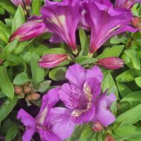 The Alstroemeria 'Tamara' Peruvian Lily features vibrant purple blooms with green foliage and closed buds, accented by dark streaks and spots on the petals. Arrives in a 6" pot.