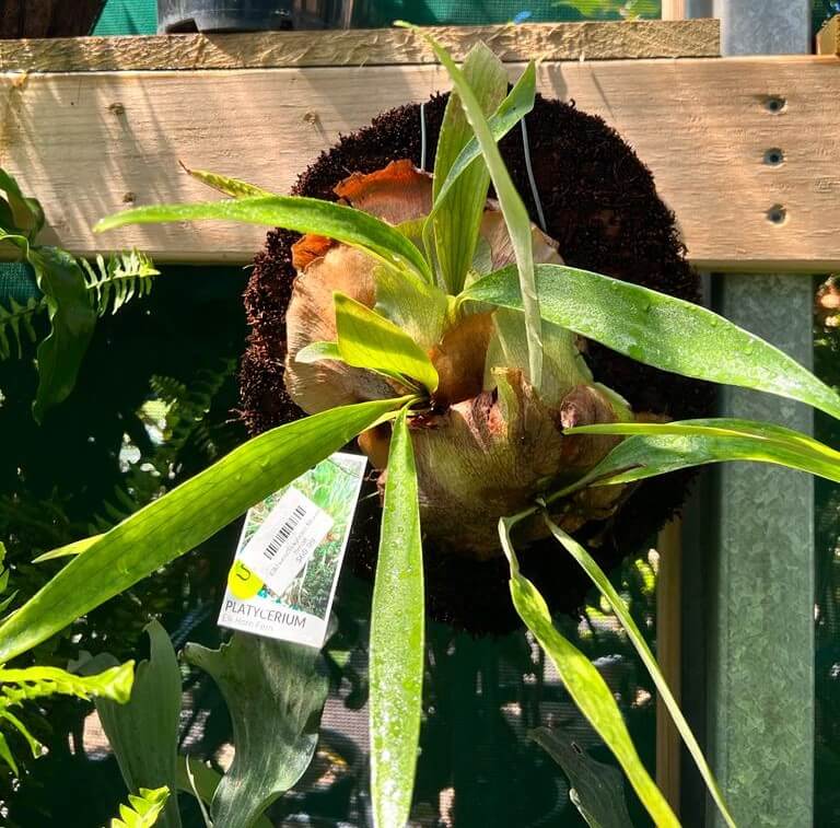 Platycerium 'Elkhorn' Mount (Small) - Image 4