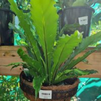The Fern 'Half Baskets' Mixed features lush green ferns in a hanging half basket, thriving among potted plants under bright natural light.