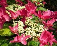 Hydrangea 'Rotschwanz' features vibrant pink lacecap blooms with white buds above lush green leaves, ideal for display in an 8" pot.