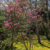 A small Magnolia 'Iolanthe' 16" Pot tree with bright pink flowers stands in a garden with green grass and other trees in the background on a sunny day, thriving beautifully.