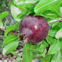 A ripe, dark red Punica 'Red Velvet™' Pomegranate grows on a leafy branch outdoors, highlighting the beauty of the 6" Pot variety.