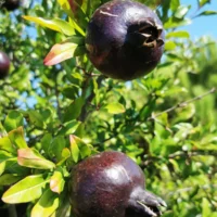 Two unripe Punica 'Midnight Velvet™' Pomegranates with dark skins hang from a leafy branch in sunlight, set against a blue sky—ideal for growing in a 6" pot.