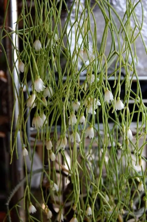Rhipsalis 'Brazillian' Jungle Cactus 5" (Hanging Basket) - Image 2
