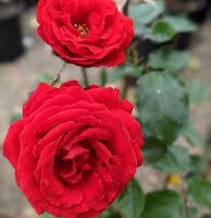 The Rose 'Australia Centenary of Federation' Bush Form features two vibrant red blooms on a green stem, standing out beautifully against blurred foliage and background.