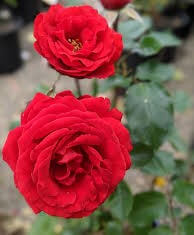 The Rose 'Australia Centenary of Federation' Bush Form features two vibrant red blooms on a green stem, standing out beautifully against blurred foliage and background.