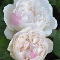 Two fully bloomed white Rose 'Winchester Cathedral™' Bush Form flowers, featuring a few light pink petals, are surrounded by green leaves on a lush rose plant.