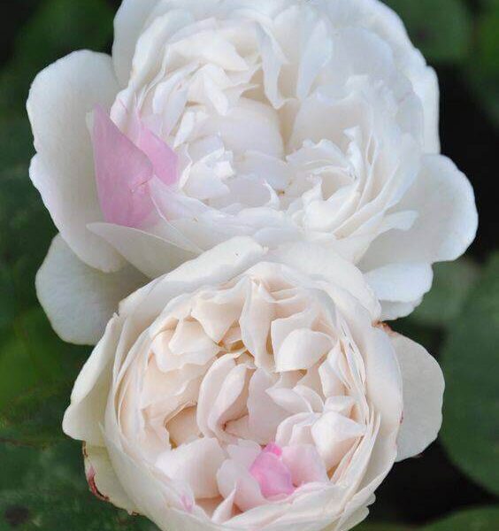 Two fully bloomed white Rose 'Winchester Cathedral™' Bush Form flowers, featuring a few light pink petals, are surrounded by green leaves on a lush rose plant.