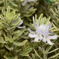Close-up of Westringia fruticosa 'Variegata' 6" Pot, highlighting clusters of narrow variegated leaves and small white flowers in bloom.