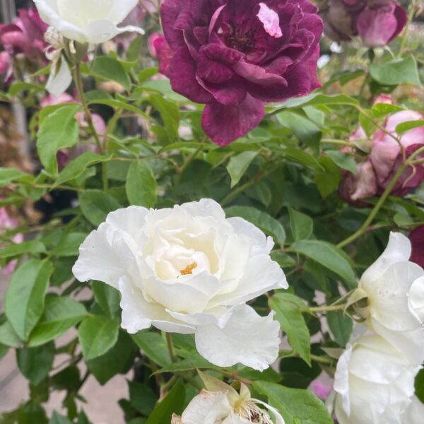Hello Hello Plants Nursery melbourne Victoria Australia Rosa floribunda Burgundy White Iceberg