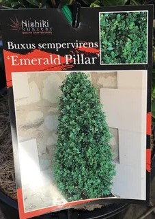 Buxus 'Emerald Pillar' 8" Pot - Image 2