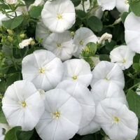 Convolvulus 'Little Arctic Moon' in a 6" pot features clusters of white morning glory flowers above lush green leaves—ideal for adding brightness to your space.
