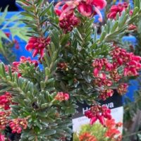 A close-up of a Grevillea 'Hot Lava' 6" Pot shows clusters of spiky red flowers and pointed green leaves, with its plant tag visible in the background.