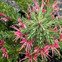 A close-up of Grevillea 'Winter Nectar' in a 6" pot, showing clusters of narrow, spiky pink flowers among pointed leaves—a striking winter-flowering shrub.